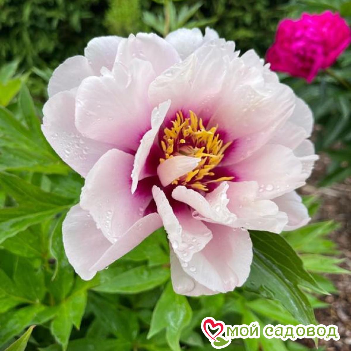 Пионы Кора Луиза