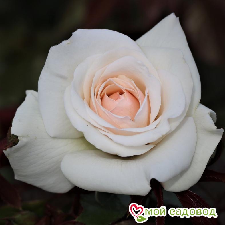 Роза Лебединое озеро