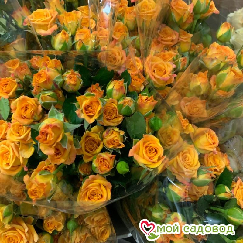 Роза Макарена