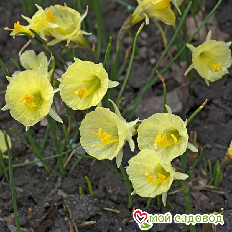 Нарцисс мини Джулия Джейн