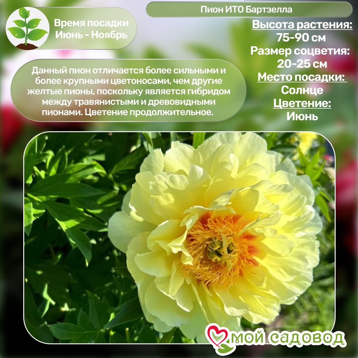 Комплект Пионов - Яркий сад!