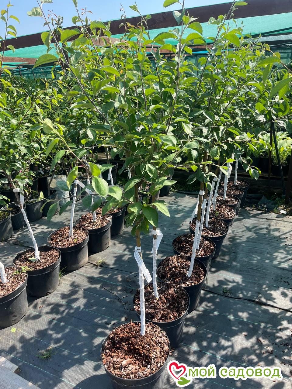 Яблоня Новелла