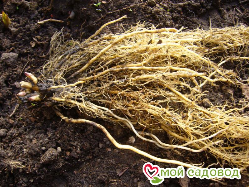 Флокс Сад Любви